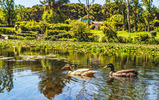 Jardin D'Azur - Photo 22